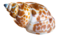 csiga_142