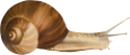 csiga_149