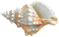 csiga_15