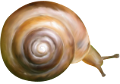 csiga_151