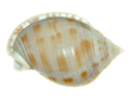 csiga_157
