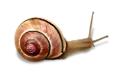 csiga_169