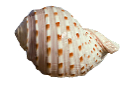 csiga_173