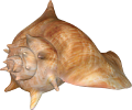 csiga_174