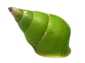 csiga_197