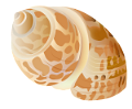 csiga_2