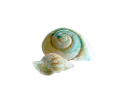 csiga_229