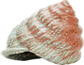 csiga_233