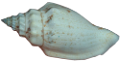 csiga_251
