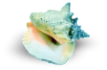 csiga_257