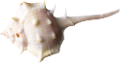 csiga_262