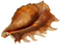 csiga_264
