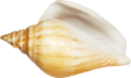 csiga_268