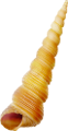 csiga_269