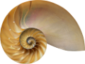 csiga_274