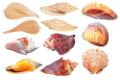 csiga_276