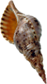 csiga_284