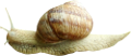 csiga_287