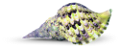 csiga_295