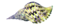 csiga_296