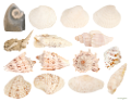 csiga_304