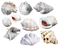 csiga_305