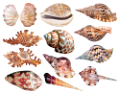 csiga_307