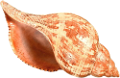 csiga_308