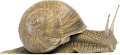csiga_37