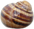 csiga_41