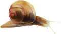 csiga_44