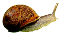 csiga_59