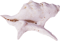 csiga_62
