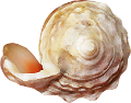 csiga_66