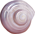 csiga_67