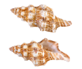 csiga_7