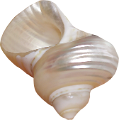csiga_70