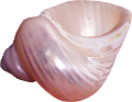 csiga_73