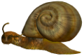 csiga_79
