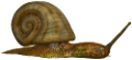 csiga_81