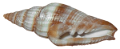 csiga_9