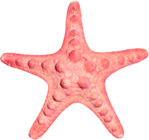 csillag_113.png