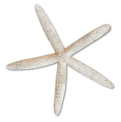 csillag_116.png