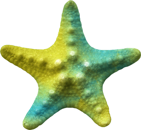 csillag_12.png