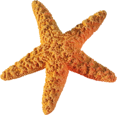 csillag_123.png