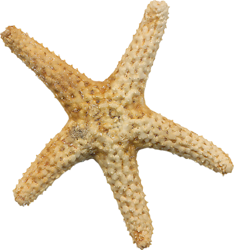 csillag_125.png
