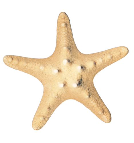 csillag_128.png