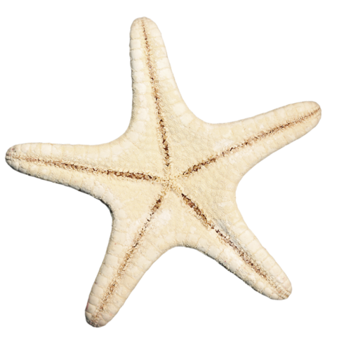 csillag_129.png