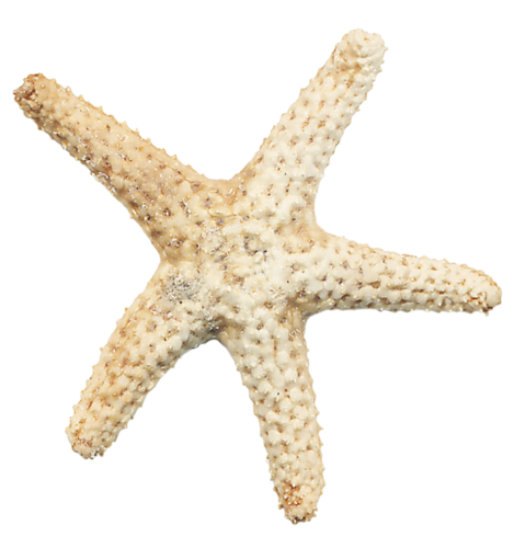 csillag_130.png
