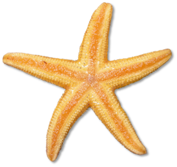 csillag_137.png